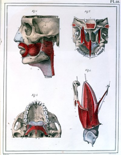 Anatomia della gola e della mascella, da 